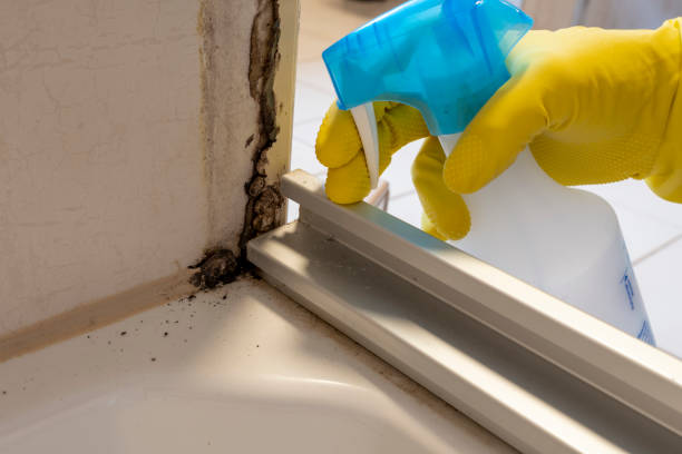 Home Mold Removal in Fountain Hills, AZ