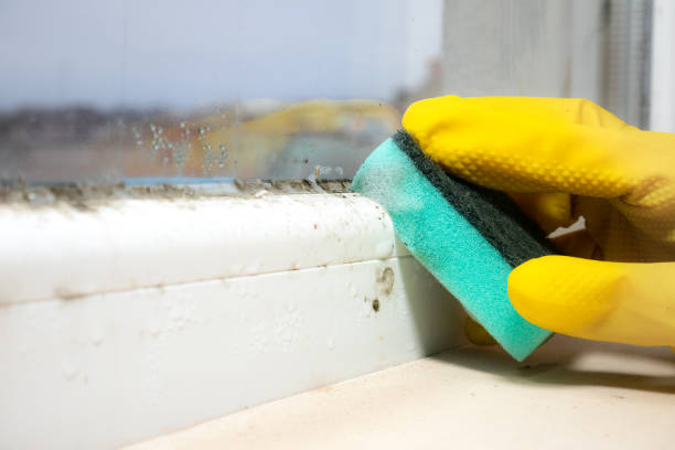 Fountain Hills, AZ Mold Removal Company