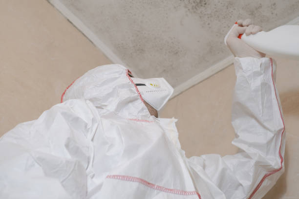 Best Certified Mold Removal  in Fountain Hills, AZ