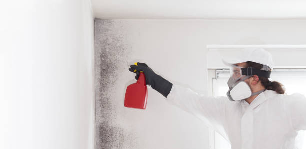 Best Attic Mold Removal  in Fountain Hills, AZ