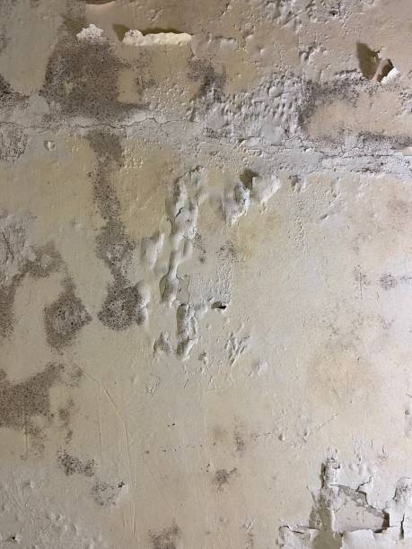 Best Black Mold Removal  in Fountain Hills, AZ