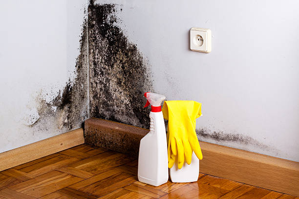 Best Professional Mold Removal  in Fountain Hills, AZ